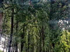 -黄河故道国家森林公园