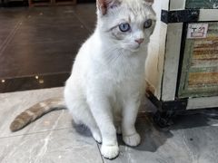 -猫小院猫主题餐厅(南锣旗舰店)