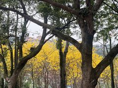 -永安龟山公园