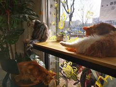 -平行世界·猫咖(首经贸店)