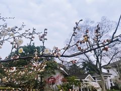 -无锡梅园公园