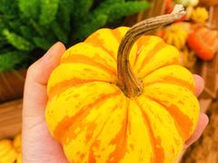 -中国天府农业博览园