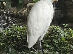 -吉隆坡雀鸟公园