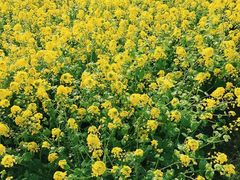 -上海多利农业发展有限公司