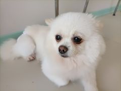 -怪兽屋·羊驼·猫咖·狗咖(俊华广场店)