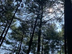 -重庆睡佛山森林公园