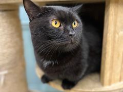 -安格丽娜·狗咖·猫咖羊驼咖(春熙路百盛商场店)