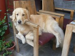 -百好乐宠物友好餐厅(朝外大街店)