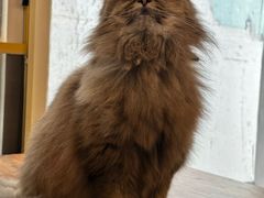 -猫小院猫主题餐厅(南锣旗舰店)