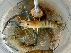 -粮心小农·大头虾亲子生态园(长发店)