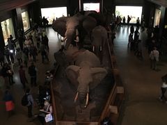 -美国自然历史博物馆