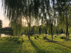 -东郊湿地公园