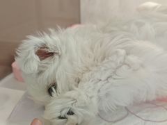 -翊宠yipet猫狗购宠庄园犬舍•猫舍