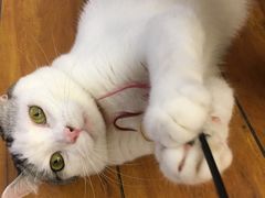 -喵园·猫主题咖啡厅·撸猫·猫咖(国贸店)