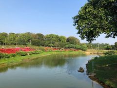 -松山湖梦幻百花洲