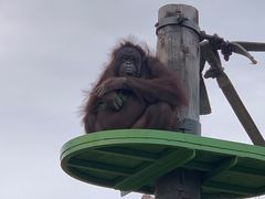 -上海野生动物园