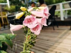 -北平花园·MUA摩造汉堡·北平咖啡(南锣鼓巷胡同店)