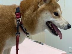 -爱诺耐芙动物医院(万博店)