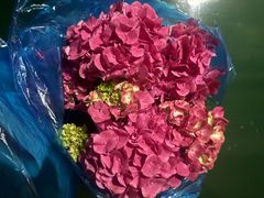 -双季花艺园艺市场(浦东店)