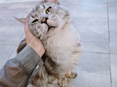 -楼上猫咖(罗湖店)