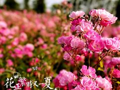 -尚贤河湿地