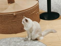-米乐乖乖猫咪咖啡馆·猫咖(深圳湾后海汇店)