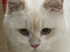 -喵zoo家庭繁育猫舍(尖东智能花园店)
