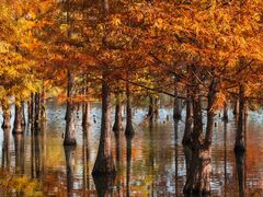 -白鹭湾湿地公园