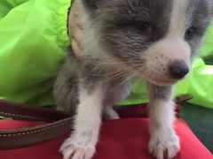 -宫城藏王狐狸村