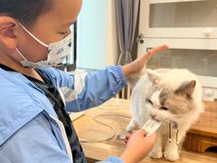 -楼上猫咖(罗湖店)