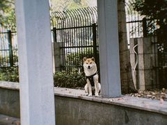 -佳雯宠物医院·皮肤科·内外科(春晓路分院)
