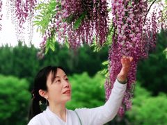 -嘉定紫藤园