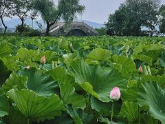 -高子水居
