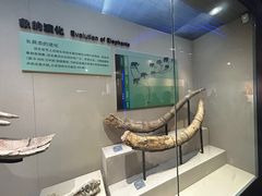 -安徽省地质博物馆