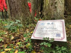 -西湖风景区十里琅珰-五云山