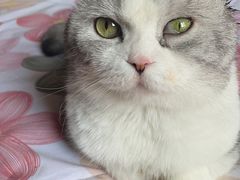 -芭比堂动物医院·犬猫全科·异宠专科(雁塔分院)