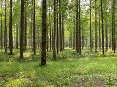 -黄海国家森林公园