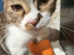 -平行世界·猫咖(首经贸店)