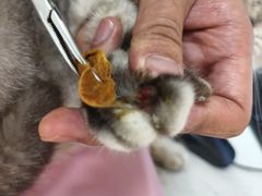 -瑞鹏宠物医院·普外科·影像科·皮肤科(城市山谷分院)