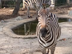 -清迈夜间动物园