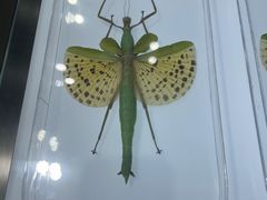 -上海昆虫博物馆