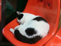 -猫咪博物馆(顶澳仔猫街店)