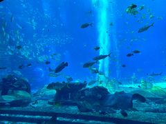 -亚特兰蒂斯•OSSIANO奥西亚诺海底餐厅