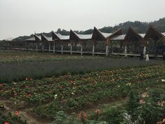 -丹樱生态园