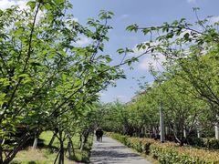 -高东镇樱花园