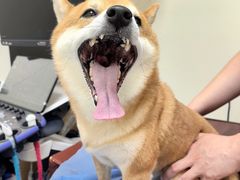 -美联众合动物医院·24h京西诊疗中心