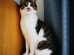 -御宝贝·A梦猫科宠物医院(国际猫友好医院)