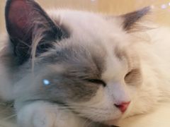 -momokira米努特·德文卷毛猫·棉花面纱犬