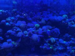 -太平洋海底世界