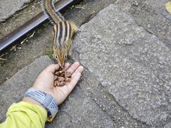 -五营红松林海景区